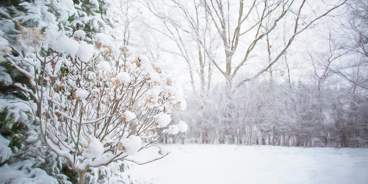 winter, snow, forest