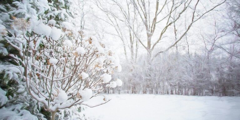 Photo by JillWellington winter, snow, forest