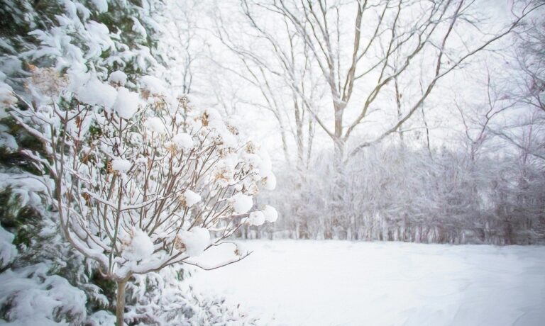 Photo by JillWellington winter, snow, forest