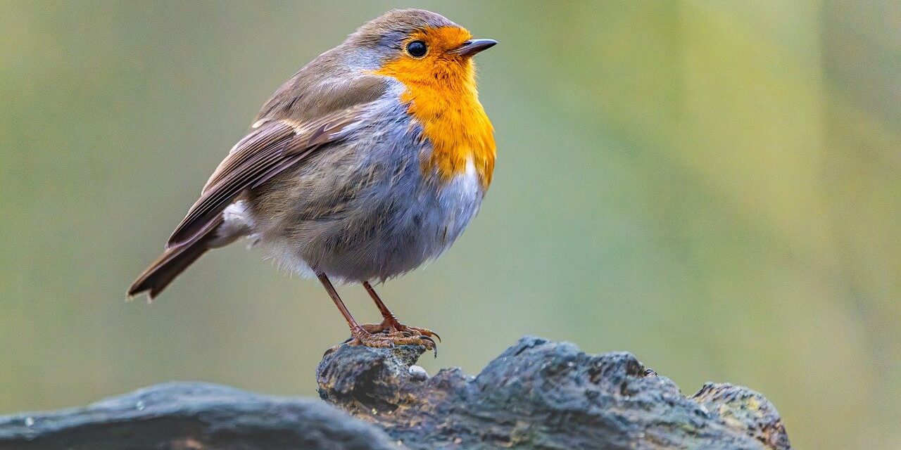 robin, bird, animal, european robin, robin redbreast, feathers, wildlife, songbird, beak, plumage, tree, nature, birdwatching, ornithology