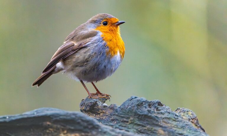 Photo by Gruendercoach robin, bird, animal, european robin, robin redbreast, feathers, wildlife, songbird, beak, plumage, tree, nature, birdwatching, ornithology