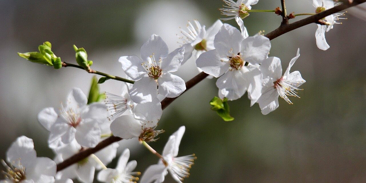 sloe, schlehdorn, prunus, sour plum, blossom, bloom, blossom, spring awakening, white flowers, flowering branch, spring, nature, blooming branch