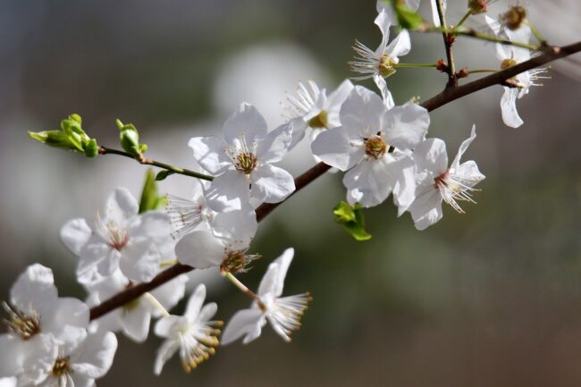 sloe, schlehdorn, prunus, sour plum, blossom, bloom, blossom, spring awakening, white flowers, flowering branch, spring, nature, blooming branch