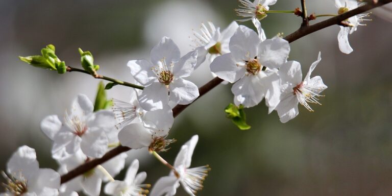 Photo by Nennieinszweidrei sloe, schlehdorn, prunus, sour plum, blossom, bloom, blossom, spring awakening, white flowers, flowering branch, spring, nature, blooming branch