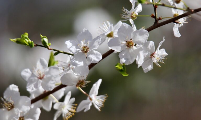 Photo by Nennieinszweidrei sloe, schlehdorn, prunus, sour plum, blossom, bloom, blossom, spring awakening, white flowers, flowering branch, spring, nature, blooming branch