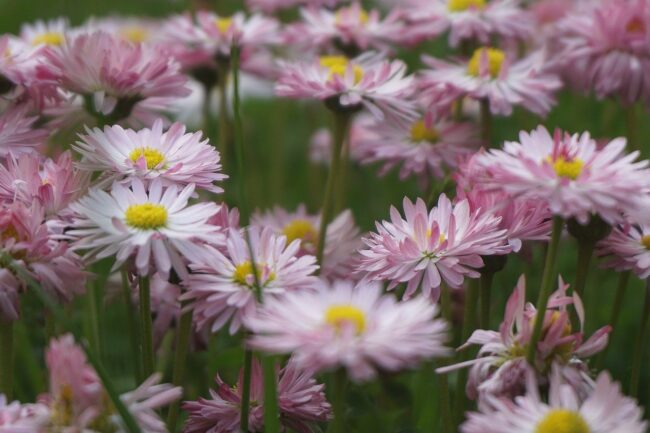flowers, daisies, field, colorful daisy, spring flowers, bloom, ornamental plants, nature, plants, flora, meadows, garden, colorful spring, blooming, close up, field flowers, flowering, cereal, grass, bouquet of daisies, bouquet of flowers