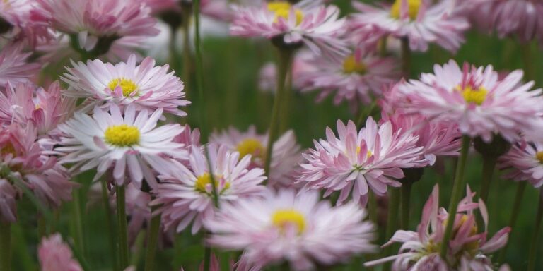 Photo by Nowaja flowers, daisies, field, colorful daisy, spring flowers, bloom, ornamental plants, nature, plants, flora, meadows, garden, colorful spring, blooming, close up, field flowers, flowering, cereal, grass, bouquet of daisies, bouquet of flowers