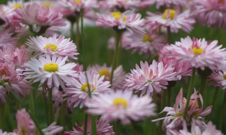 Photo by Nowaja flowers, daisies, field, colorful daisy, spring flowers, bloom, ornamental plants, nature, plants, flora, meadows, garden, colorful spring, blooming, close up, field flowers, flowering, cereal, grass, bouquet of daisies, bouquet of flowers