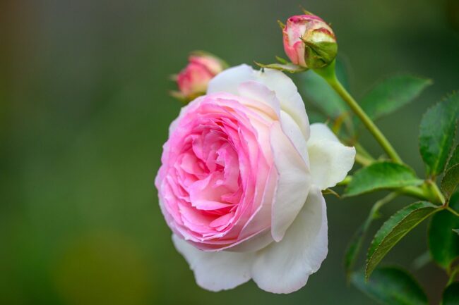pink rose, rose, bloom, nature, blossom, petals, flora, plant, bud