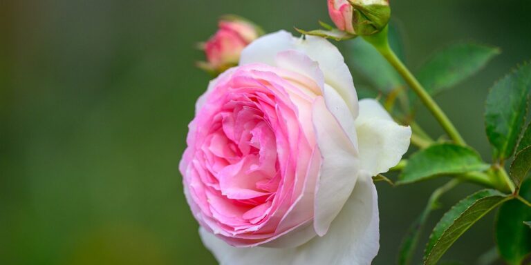 Photo by pen_ash pink rose, rose, bloom, nature, blossom, petals, flora, plant, bud