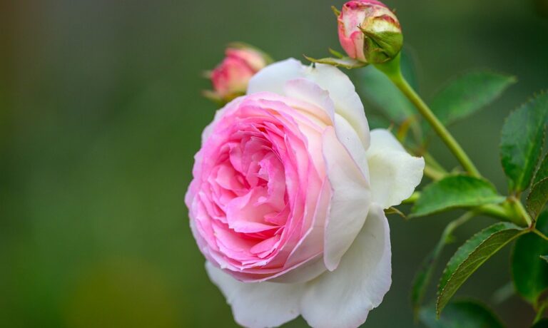 Photo by pen_ash pink rose, rose, bloom, nature, blossom, petals, flora, plant, bud
