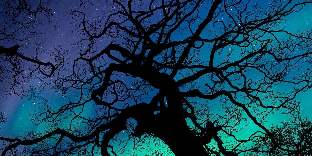 Photo by flutie8211 aurora borealis, aurora, night sky, night, nature, phenomenon, sky, green, stars, magnetic, atmosphere, dark, illuminated, light, glowing, scenic, trees, wilderness, landscape, woods, outdoors, blue, copy space, greeting card