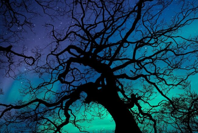 aurora borealis, aurora, night sky, night, nature, phenomenon, sky, green, stars, magnetic, atmosphere, dark, illuminated, light, glowing, scenic, trees, wilderness, landscape, woods, outdoors, blue, copy space, greeting card