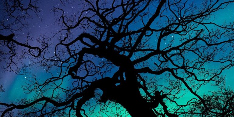 Photo by flutie8211 aurora borealis, aurora, night sky, night, nature, phenomenon, sky, green, stars, magnetic, atmosphere, dark, illuminated, light, glowing, scenic, trees, wilderness, landscape, woods, outdoors, blue, copy space, greeting card