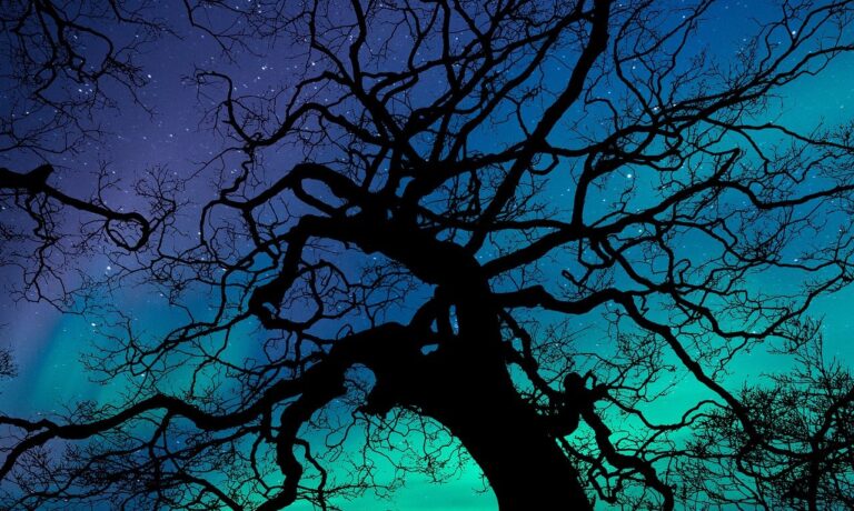 Photo by flutie8211 aurora borealis, aurora, night sky, night, nature, phenomenon, sky, green, stars, magnetic, atmosphere, dark, illuminated, light, glowing, scenic, trees, wilderness, landscape, woods, outdoors, blue, copy space, greeting card