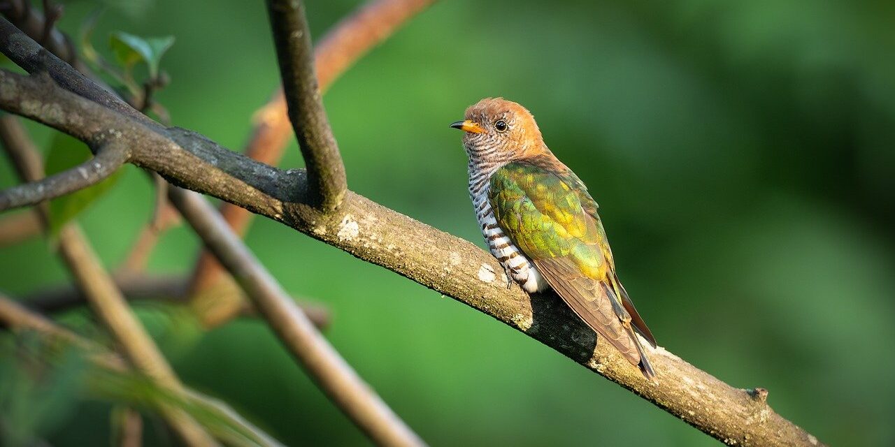 bird, nature, wildlife, plumage, ornithology, fauna, spring, feathers, songbird, avian, perched, birdwatching