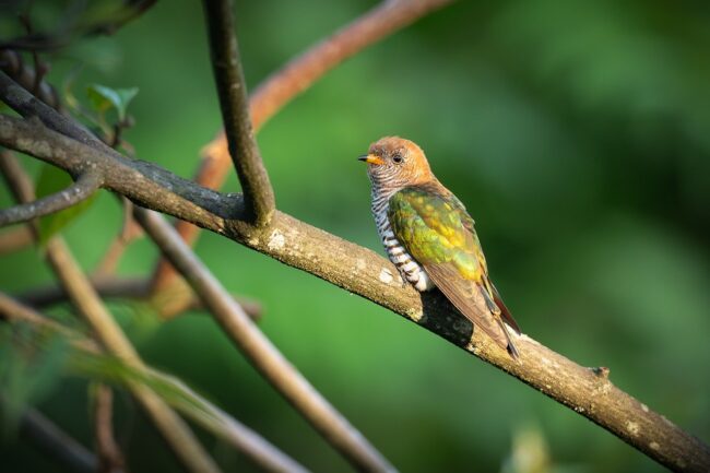 bird, nature, wildlife, plumage, ornithology, fauna, spring, feathers, songbird, avian, perched, birdwatching