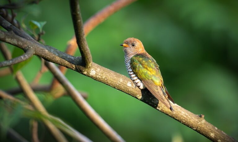 Photo by bitnikgao bird, nature, wildlife, plumage, ornithology, fauna, spring, feathers, songbird, avian, perched, birdwatching