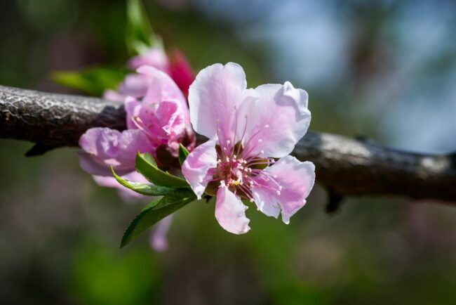 peach blossom, flowers, petal, pink, stamen, flower background, flower wallpaper, branch, bud, natural, nature, outdoor, beautiful flowers, close up