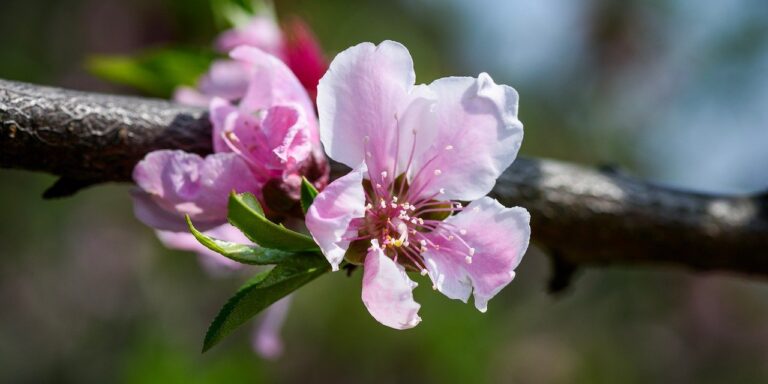 Photo by YangGuangWu peach blossom, flowers, petal, pink, stamen, flower background, flower wallpaper, branch, bud, natural, nature, outdoor, beautiful flowers, close up