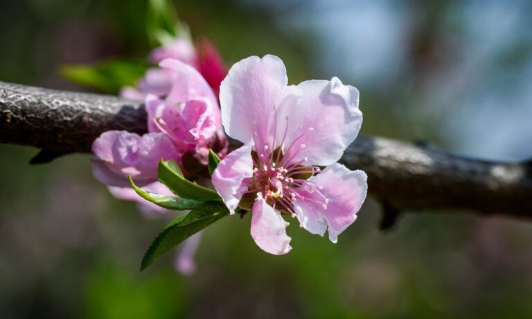 Photo by YangGuangWu peach blossom, flowers, petal, pink, stamen, flower background, flower wallpaper, branch, bud, natural, nature, outdoor, beautiful flowers, close up
