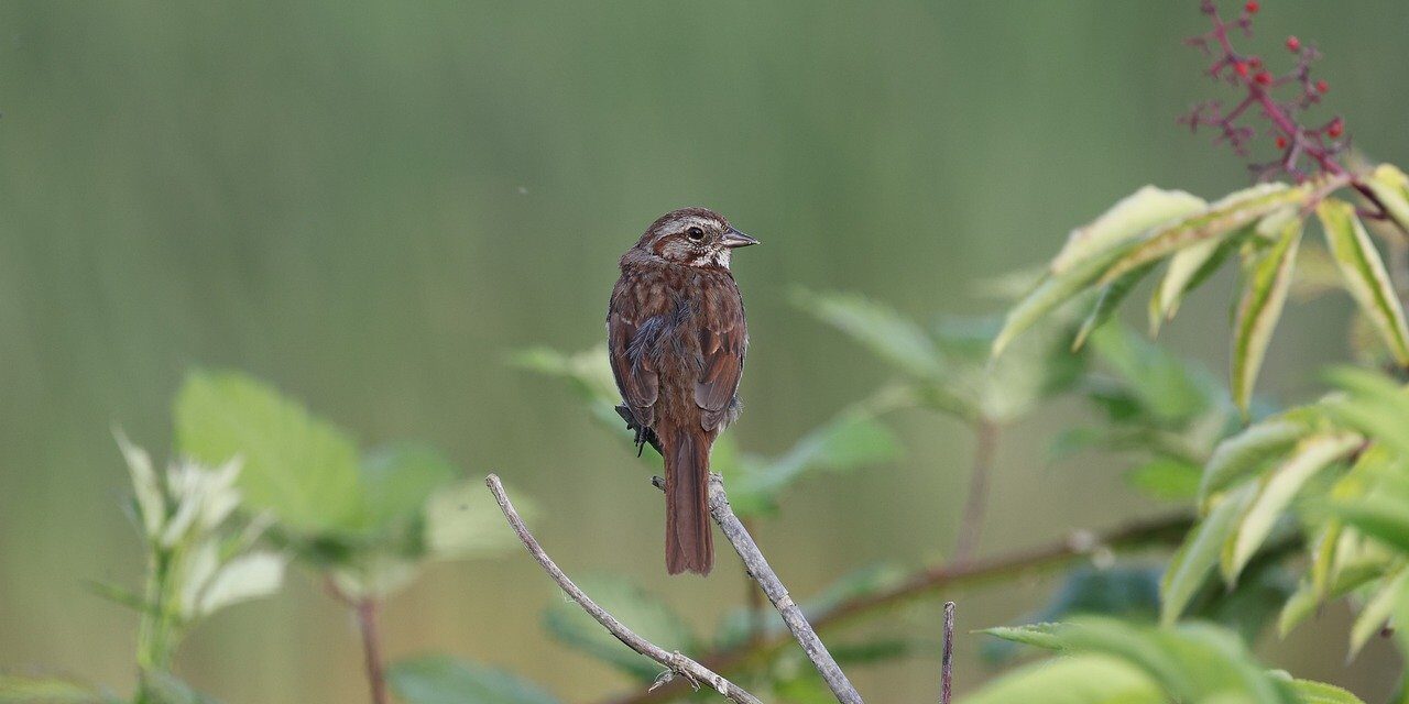 song sparrow, sparrow, nature, bird, wildlife, avian, singing