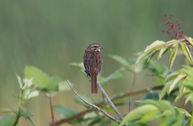 song sparrow, sparrow, nature, bird, wildlife, avian, singing