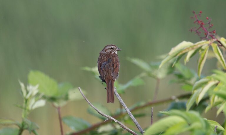 Photo by Veronika_Andrews song sparrow, sparrow, nature, bird, wildlife, avian, singing