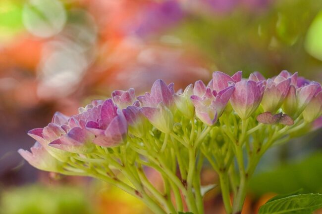flowers, hortensia, flora, garden, beautiful flowers, bloom, flower wallpaper, flower background, blossom, plant, inflorescence, hydrangeaceae, nature, leaves, bokeh