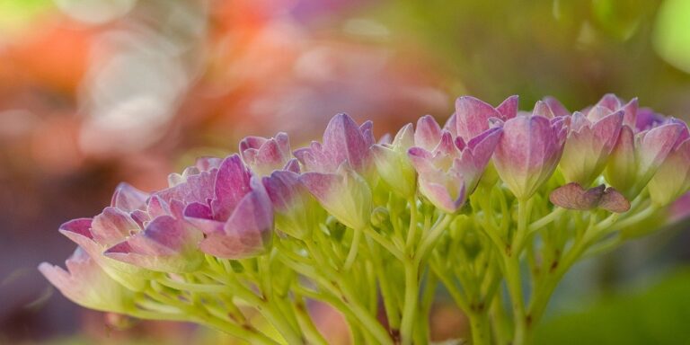 Photo by HeiKiwi flowers, hortensia, flora, garden, beautiful flowers, bloom, flower wallpaper, flower background, blossom, plant, inflorescence, hydrangeaceae, nature, leaves, bokeh