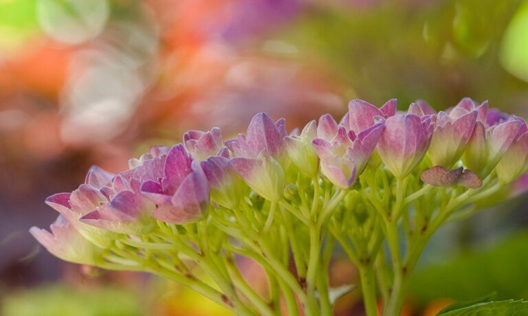 Photo by HeiKiwi flowers, hortensia, flora, garden, beautiful flowers, bloom, flower wallpaper, flower background, blossom, plant, inflorescence, hydrangeaceae, nature, leaves, bokeh