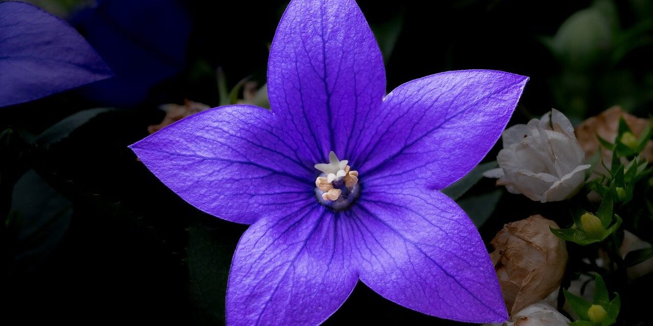 flower, large-flowered balloon flower, platycodon grandiflorus, flower wallpaper, blossom, bloom, nature, purple, garden, balloon flower, plant, hd wallpaper, petals, violet, bluebell family, ornamental plant, balloon bell, pollen, pollination, close up