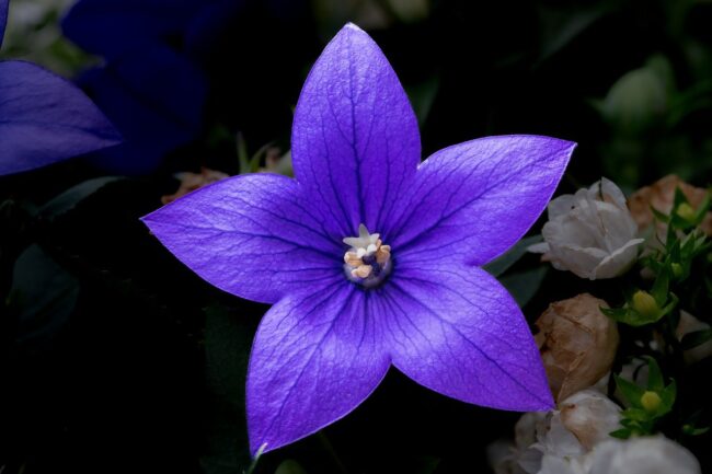 flower, large-flowered balloon flower, platycodon grandiflorus, flower wallpaper, blossom, bloom, nature, purple, garden, balloon flower, plant, hd wallpaper, petals, violet, bluebell family, ornamental plant, balloon bell, pollen, pollination, close up