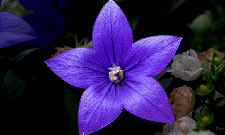 Photo by Gruendercoach flower, large-flowered balloon flower, platycodon grandiflorus, flower wallpaper, blossom, bloom, nature, purple, garden, balloon flower, plant, hd wallpaper, petals, violet, bluebell family, ornamental plant, balloon bell, pollen, pollination, close up