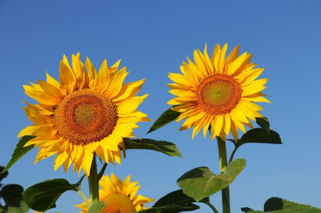 sunflower, flower, beautiful flowers, yellow, summer, bloom, blossom, flora, sunny, flower wallpaper, flower background, nature