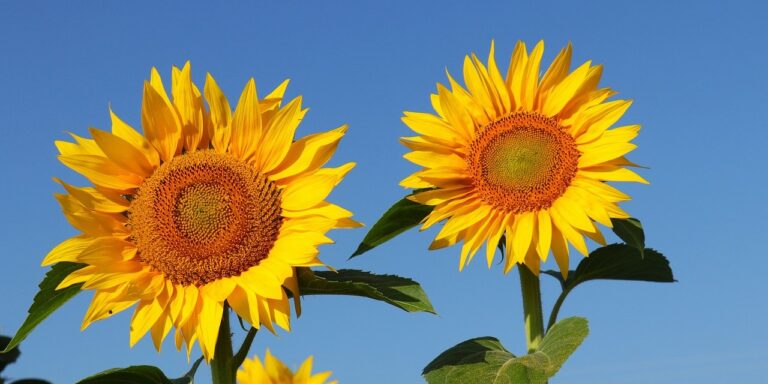 Photo by Gafce sunflower, flower, beautiful flowers, yellow, summer, bloom, blossom, flora, sunny, flower wallpaper, flower background, nature