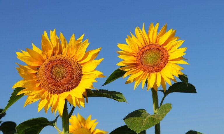 Photo by Gafce sunflower, flower, beautiful flowers, yellow, summer, bloom, blossom, flora, sunny, flower wallpaper, flower background, nature