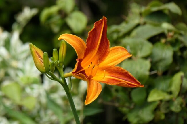 daylily, lily, flower wallpaper, nature, flora, blossom, petals, vegetable, detail, garden, stamen, flowers, botany, flower background, beautiful flowers, pestle, ornamental plant