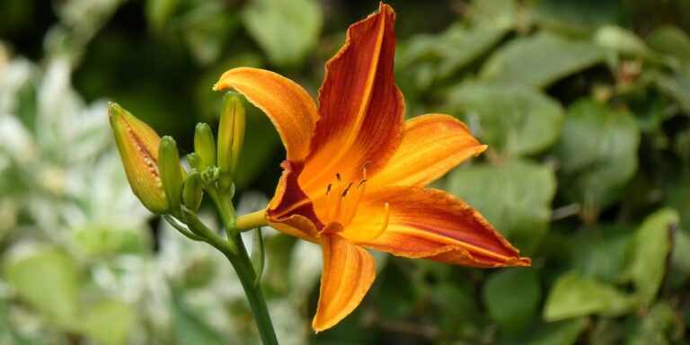 Photo by Elsemargriet daylily, lily, flower wallpaper, nature, flora, blossom, petals, vegetable, detail, garden, stamen, flowers, botany, flower background, beautiful flowers, pestle, ornamental plant