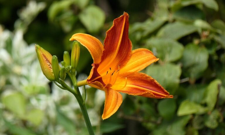 Photo by Elsemargriet daylily, lily, flower wallpaper, nature, flora, blossom, petals, vegetable, detail, garden, stamen, flowers, botany, flower background, beautiful flowers, pestle, ornamental plant