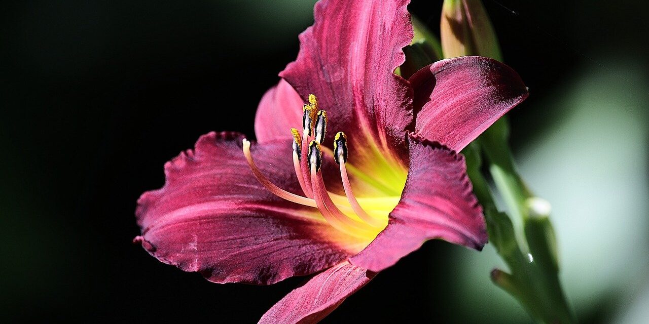 stella de oro daylily, lily, nature, beautiful flowers, bokeh, flowers, garden, summer, flower background, flower wallpaper, flora, bloom
