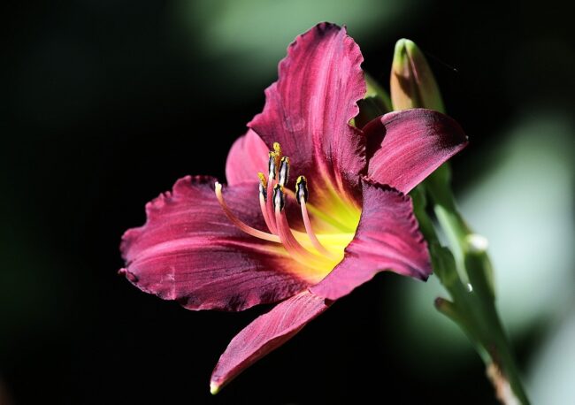 stella de oro daylily, lily, nature, beautiful flowers, bokeh, flowers, garden, summer, flower background, flower wallpaper, flora, bloom