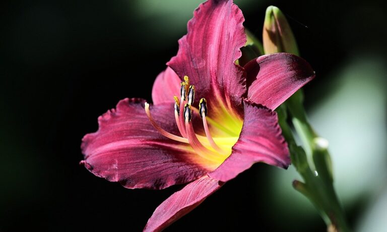 Photo by Veronika_Andrews stella de oro daylily, lily, nature, beautiful flowers, bokeh, flowers, garden, summer, flower background, flower wallpaper, flora, bloom