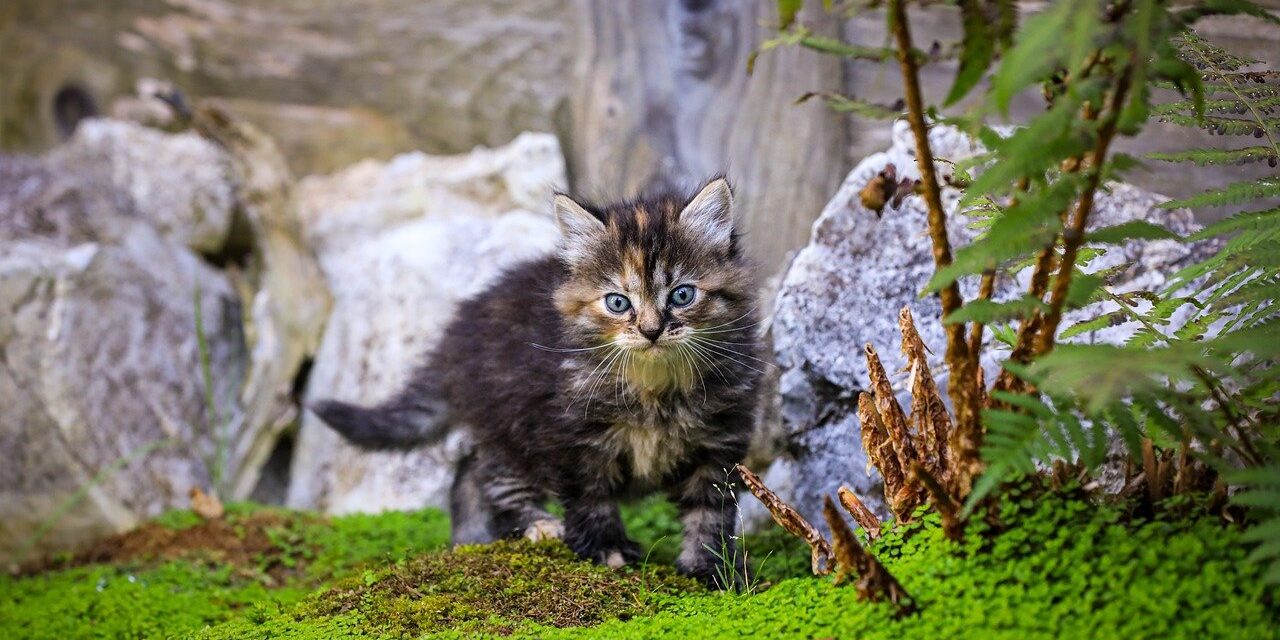 cat, kitten, animal, feline, puppy, cute, pet, pets, nature, portrait