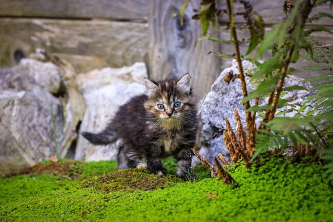 cat, kitten, animal, feline, puppy, cute, pet, pets, nature, portrait