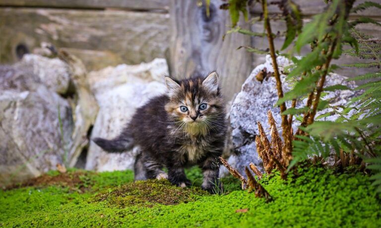 Photo by IlonaBurschl cat, kitten, animal, feline, puppy, cute, pet, pets, nature, portrait