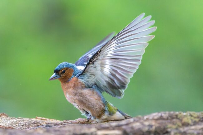 finch, bird, animal, feathers, plumage, wildlife, nature, bird watching, ornithology, chaffinch, beak, forest, wing, span, masculine