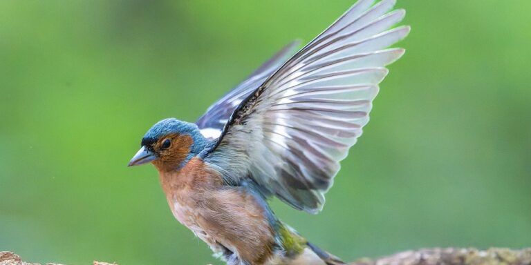 Photo by Gruendercoach finch, bird, animal, feathers, plumage, wildlife, nature, bird watching, ornithology, chaffinch, beak, forest, wing, span, masculine