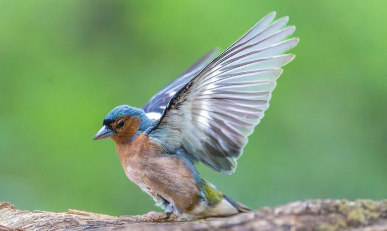 Photo by Gruendercoach finch, bird, animal, feathers, plumage, wildlife, nature, bird watching, ornithology, chaffinch, beak, forest, wing, span, masculine