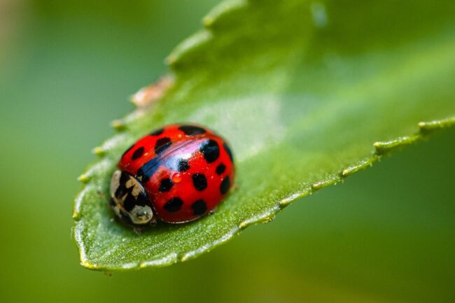 ladybug, asian, nature, beetle, insect, close up, animal, macro, fauna, summer, plant, leaf, garden, spring, entomology, species, red, green, happy